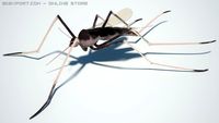 Mosquito 3D Model