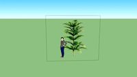 norfolk island pine