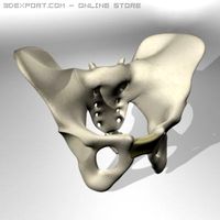 Human Pelvis 3D Model