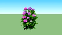 Hortensia atau Hydrangea