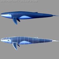 Whale 3D Model