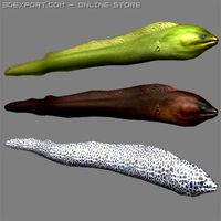 Murena 3D Model