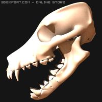 Dog skull 3D Model