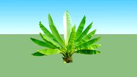 Pisang Hias