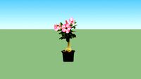 Adenium Kecil