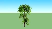 Pohon Maple