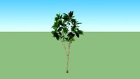 Pohon Karet
