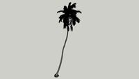 Coconut tree 3D (midpoly 14.mb)