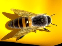 Bee 3D Model