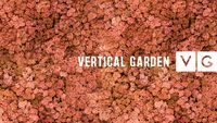 Musgo Moss - Rena Manga - Vertical Garden - Parede Verde - Jardim Vertical