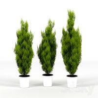 cupressus wilma