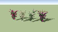 Bougainvillea glabra/spectablis