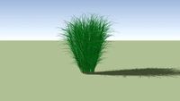 Miscanthus sinensis