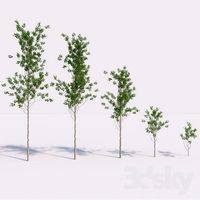 Set of 5 Trees