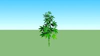 Ganja atau mariyuana