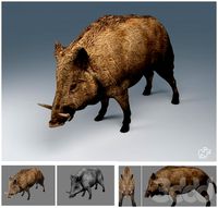LOW boar