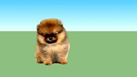 Pomeranian Dog
