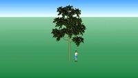LIGHT TREE MODEL 3D ALBERO IPPOCASTANO ITALIA