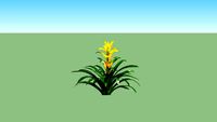 Guzmania Kuning