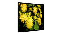 Quadro Lúpulo - Galeria9, por MAR