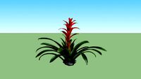 Guzmania Merah