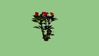 Impatiens Ungu