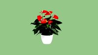 Anthurium Merah