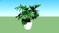 Philodendron Selloum
