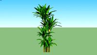 Dracaena Massangeana Hijau