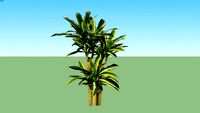 Dracaena Massangeana Hijau Strip Kuning