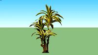 Dracaena Kuning