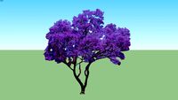 Blue Jacaranda