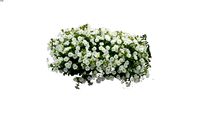 Petunia Surfinia Impulz White 2D follow me.