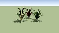Phormium tenax