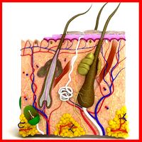 Skin Hair Anatomy High Detail 3D Model