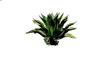 Agave Ferox 2D follow me