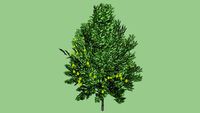 Bradford Pear Tree