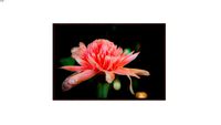 Flores Tropicais 1755 - Lu Oliari
