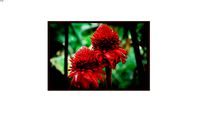 Flores Tropicais 1866 - Lu Oliari