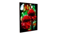 Flores Tropicais 1865 - Lu Oliari