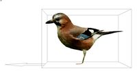 ROCKIT3D Animal 0016 flemish jay