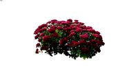Hylotelephium (Herbstfreude Group) 2D follow me