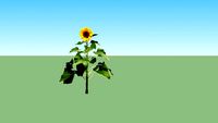 Sunflower - Bunga matahari