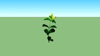 Alamanda Coklat - Allamanda cathartica