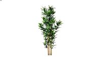 Bamboo phyllostachys 2d follow me