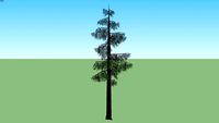 baum