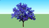 Blue Jacaranda - Jacaranda Mimosifolia
