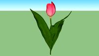 Tulpe