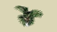 pianta