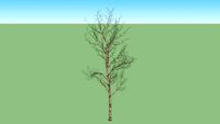 baum